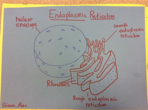 How To Draw An Endoplasmic Reticulum - Drawing Word Searches