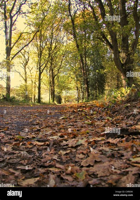 English woodlands in Autumn Stock Photo - Alamy