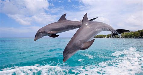 Dolphin 4K Wallpapers - Top Free Dolphin 4K Backgrounds - WallpaperAccess