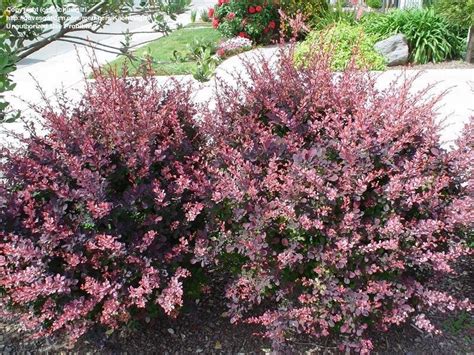 PlantFiles Pictures: Berberis, Japanese Barberry 'Rose Glow' (Berberis thunbergii) by Kachinagirl