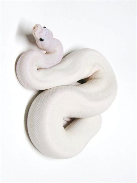 Just White ☆ on Pinterest | Cute reptiles, Cute snake, Beautiful snakes