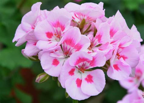 15 Pink Geranium Varieties For Your Garden