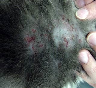 Cat Flea Bites On Humans Treatment