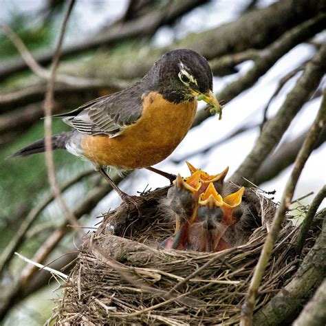 When You Should—and Should Not—Rescue Baby Birds | Audubon