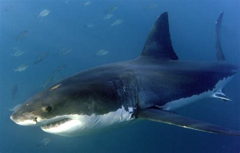 Las orcas, culpables de la escasez de tiburón blanco en la costa de Sudáfrica - EFEverde