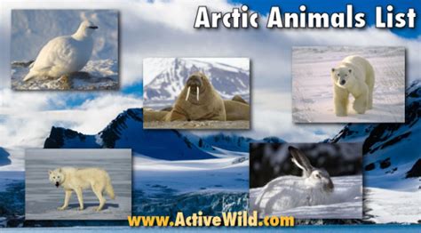 Arctic Animals List With Pictures, Facts & Information