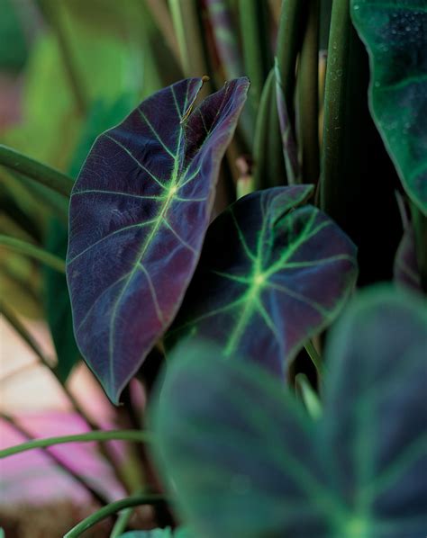 Illustris - Elephant's Ear - Colocasia esculenta | Proven Winners