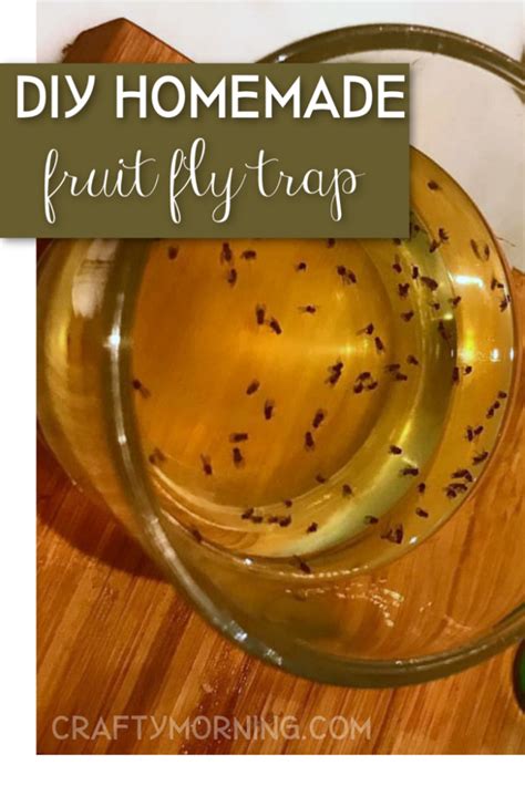 The Best Homemade Fruit Fly Trap - Crafty Morning