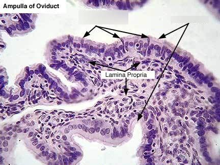 Diagram of Histology - Oviduct epithelium | Quizlet