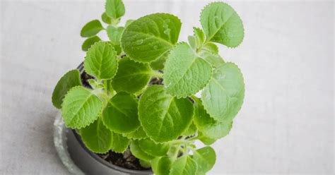 Growing Mexican Oregano Plants - Grow Your Own Vegetable Garden