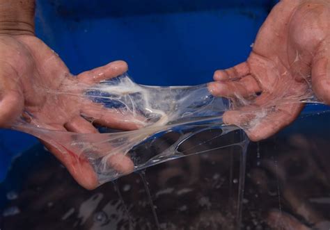 Hagfish Slime Cells Tailored to Deter Predation | The Scientist Magazine®