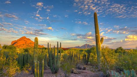 Nature mountain arizona desert landscape cacti - High resolution