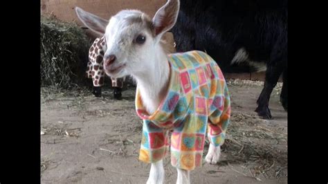 BABY GOAT PJ PARTY!!! Pajama party fun! | Baby goats pygmy, Baby goats, Goats