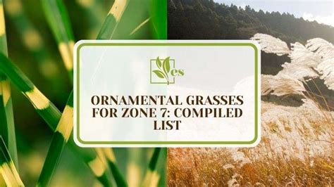 11 Ornamental Grasses for Zone 7: Compiled List - Evergreen Seeds