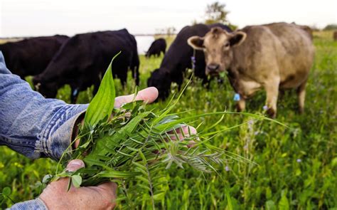 The forage value of cover crops | Country Guide