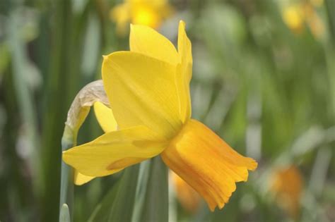 Premium Photo | Closeup on a blooming yellow daffodil in the garden