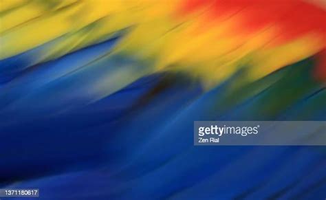 4,229 Macaw Feathers Stock Photos, High-Res Pictures, and Images - Getty Images