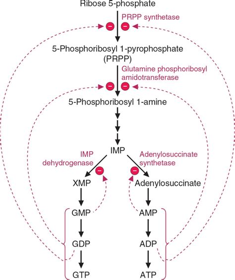 Purine Synthesis Regulation