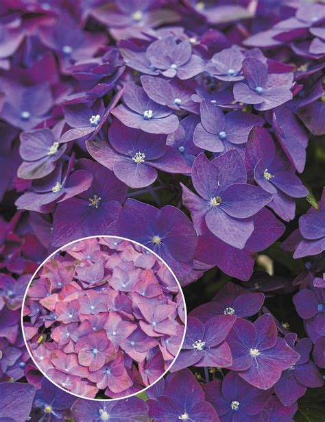 Hydrangea 'Deep Purple' - Tesselaar