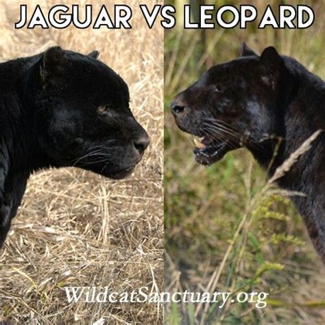 Jaguar vs. Leopard | Jaguar animal, Black panther cat, Panther cat