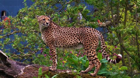 Cheetah, animals, cheetahs, big cats HD wallpaper | Wallpaper Flare