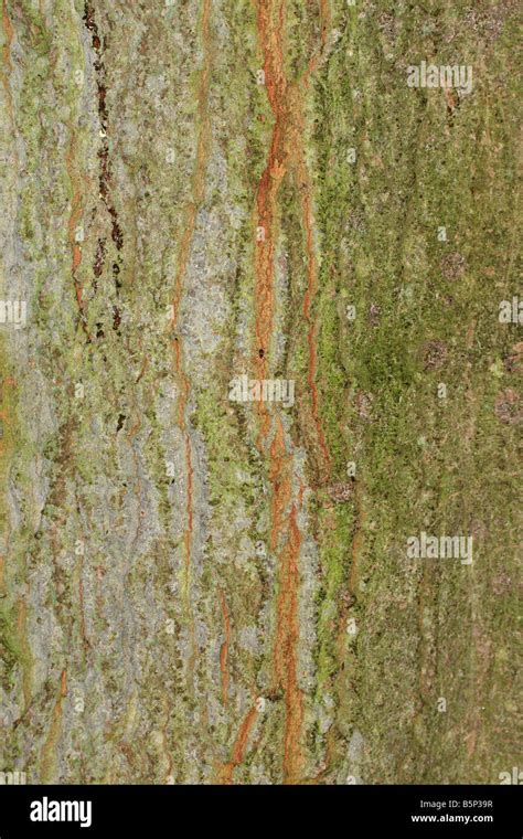 Acer saccharum CLOSE UP OF BARK ON MATURE TREE Stock Photo - Alamy