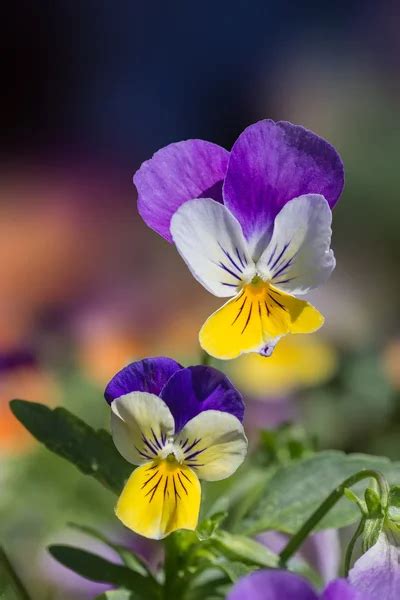 Viola tricolor pansy Stock Photos, Royalty Free Viola tricolor pansy Images | Depositphotos