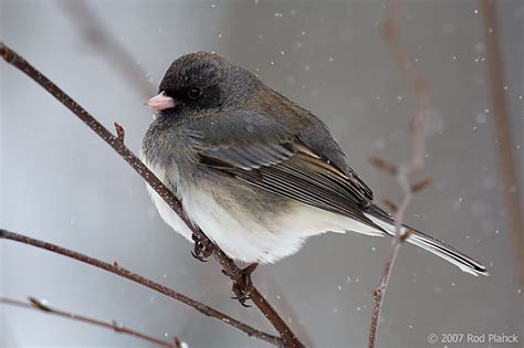 Dark-eyed Junco, (Junco hyemalis) Spring, Michigan | Rod Planck Photography