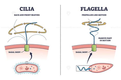 Cilia and flagella biological structure difference comparison outline ...