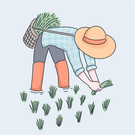 Premium Vector | Farmer planting rice illustration