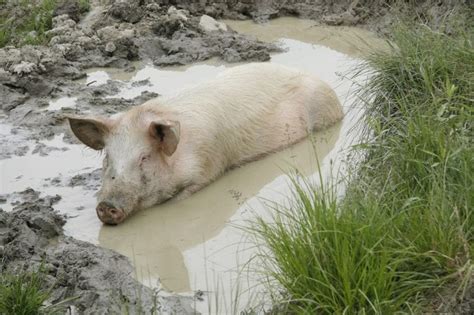 How to Raise Pigs: Humanely Raising Pigs for Meat