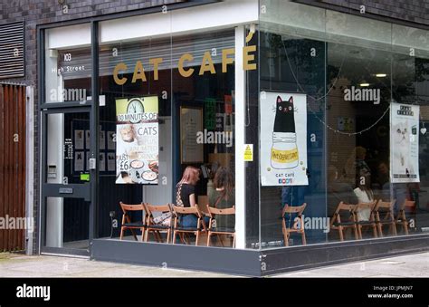 Cat Cafe in the Northern Quarter district of Manchester Stock Photo - Alamy