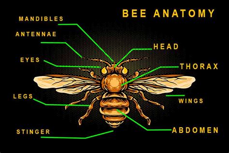 Bee Anatomy: Understanding How Bees Are Built