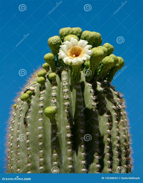 Saguaro blossom stock photo. Image of natural, desert - 15258624