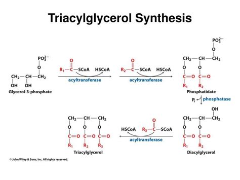 PPT - Lecture Notes for Chapter 17 Lipid Metabolism PowerPoint Presentation - ID:2019454