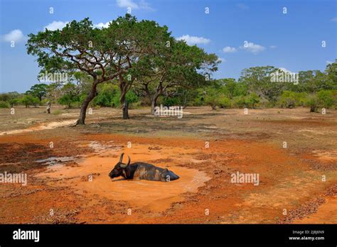 Asian water buffalo, Bubalus bubalis, in orange water pond. Wildlife scene, summer day with blue ...