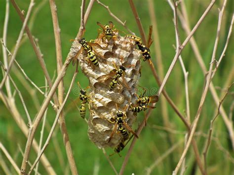 Wasps on wasp hive stock image. Image of wildlife, closeup - 182248587