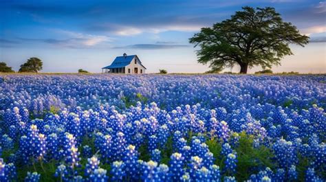 Premium AI Image | Bluebonnets Field