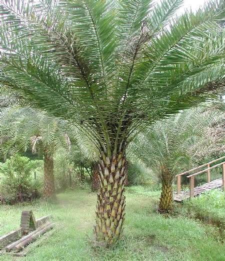 Buy Silver Date Palm Seeds - Rarexoticseeds