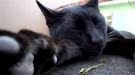 10 minutes of a black cat sleeping (close up) - YouTube