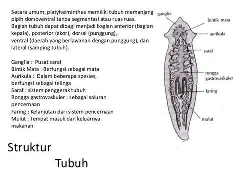 Platyhelminthes / Cacing Pipih