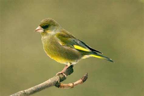 Garden Visiting Green Finches