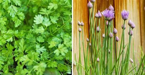 9 Herbs That Grow in Shade - Gardening Channel