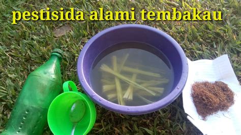 Cara Membuat Pestisida Alami Dengan Tembakau