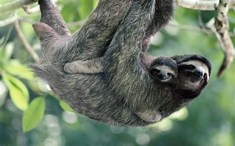 Download Baby Animal Cute Animal Sloth HD Wallpaper