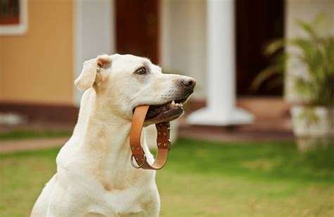 How to Measure Your Dog's Neck for a Perfect Collar Fit