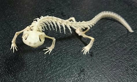 Pin by Kagetsu Ukyo on 983- 骨 | Animal bones, Bones, Skeleton bones