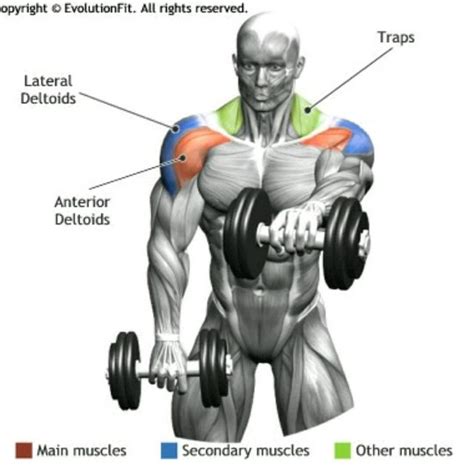 Lateral Raise Muscles Worked