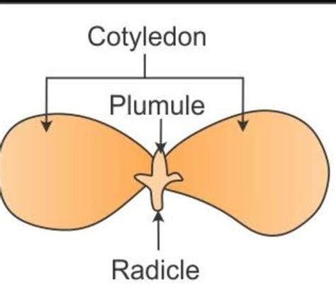 Diagram of cotyledon plumule and radicle - Brainly.in