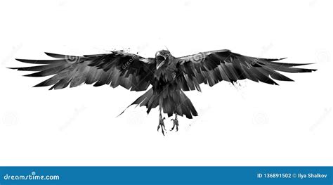 Drawn Crow Bird in Flight from the Front on a White Background Stock ...